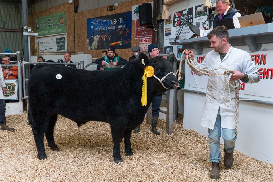 Niall Conaty from Coratober, Co Cavan, with his Angus bull Ellens Buddy, which sold for €8,800. Photo: Gerry Faughnan